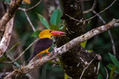 Braunflügelliest / Brown-winged Kingfisher