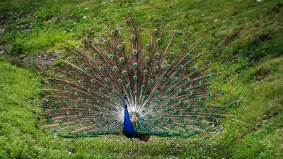 Blauer Pfau (M) / Indian Peafowl (Blue Peafowl)