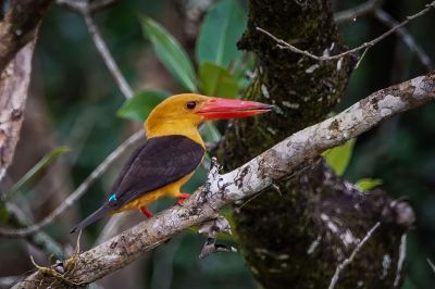 Braunflügelliest / Brown-winged Kingfisher