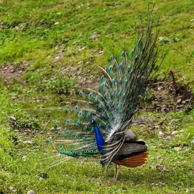 Blauer Pfau (M) / Indian Peafowl (Blue Peafowl)