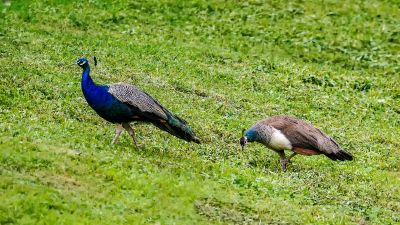 Blauer Pfau (M&W) / Indian Peafowl (Blue Peafowl)