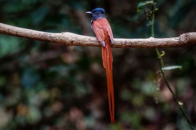 Asiatischer Paradiesschnäpper - Hainparadiesschnäpper (M) / Asian Paradise Flycatcher