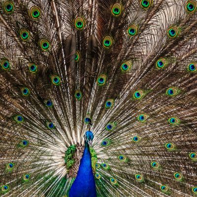 Blauer Pfau (M) / Indian Peafowl (Blue Peafowl)