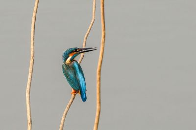 Eisvogel (M) / Common Kingfisher