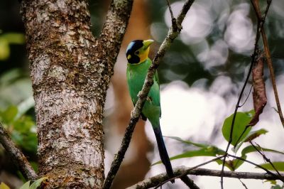 Papageibreitrachen / Long-tailed Broadbill