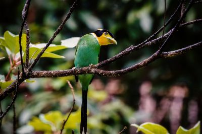 Papageibreitrachen / Long-tailed Broadbill