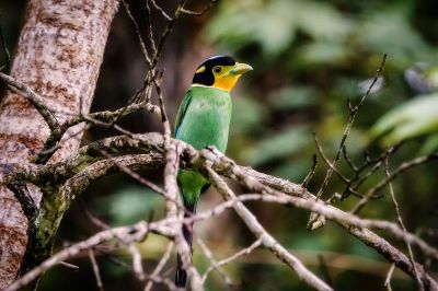 Papageibreitrachen / Long-tailed Broadbill