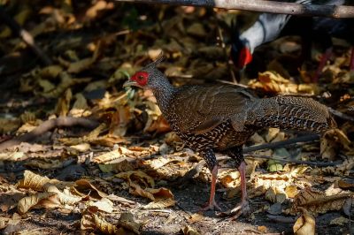 Kalifasan (W) (L.l.crawfurdii) - Kalij Pheasant