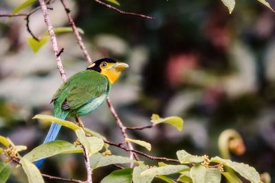 Papageibreitrachen / Long-tailed Broadbill