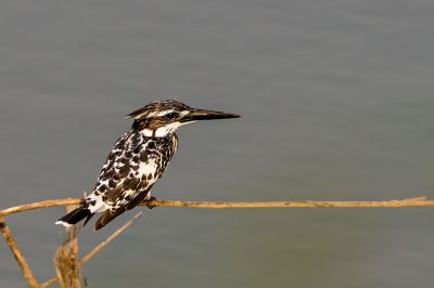 Graufischer / Pied Kingfisher