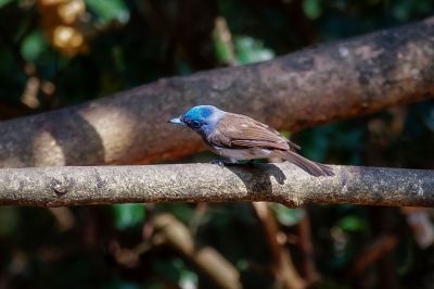 Schwarzgenickschnäpper (W) / Black-naped Monarch