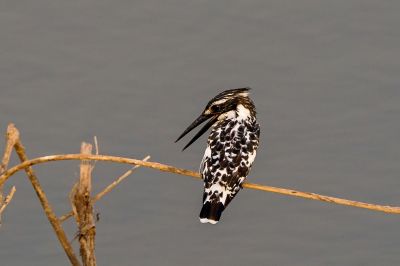 Graufischer / Pied Kingfisher