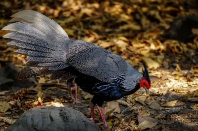 Kalifasan (M) (L.l.crawfurdii) - Kalij Pheasant