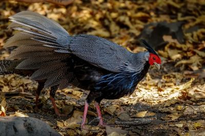 Kalifasan (M) (L.l.crawfurdii) - Kalij Pheasant