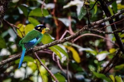 Papageibreitrachen / Long-tailed Broadbill