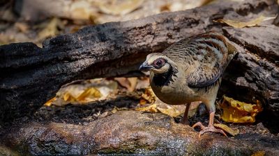 Braunbrust Buschwachtel / Bar-backed Partridge (Brown-breasted Hill-partridge)