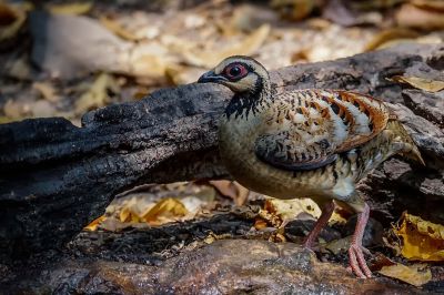 Braunbrust Buschwachtel / Bar-backed Partridge (Brown-breasted Hill-partridge)