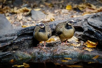 Braunbrust Buschwachtel / Bar-backed Partridge (Brown-breasted Hill-partridge)