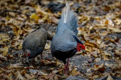 Kalifasan (M&W) (L.l.crawfurdii) - Kalij Pheasant