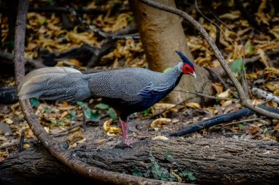 Kalifasan (M) (L.l.crawfurdii) - Kalij Pheasant