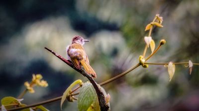 Grünflügelbülbül / Mountain Bulbul