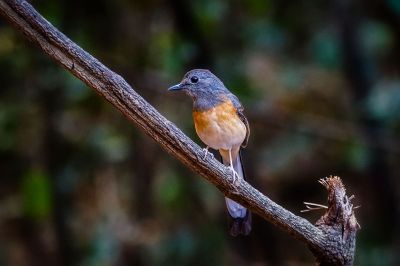 Schamadrossel (W) / White-rumped Shama