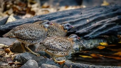 Grünfuß Buschwachtel / Scaly-breasted Partridge (Green-legged Hill-partridge)