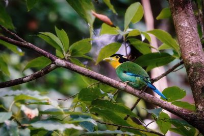 Papageibreitrachen / Long-tailed Broadbill