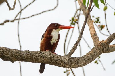 Braunliest / White-throated Kingfisher