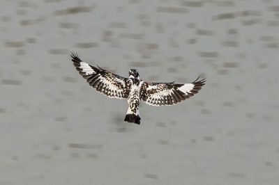 Graufischer / Pied Kingfisher