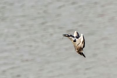 Graufischer / Pied Kingfisher