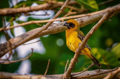 Kernbeißerweber (M) / Asian Golden Weaver