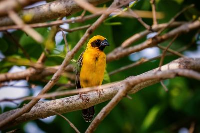 Kernbeißerweber (M) / Asian Golden Weaver