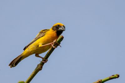 Kernbeißerweber (M) / Asian Golden Weaver