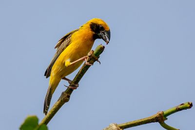 Kernbeißerweber (M) / Asian Golden Weaver