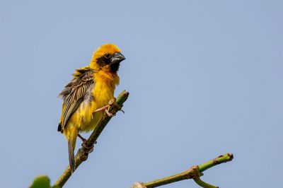 Kernbeißerweber (M) / Asian Golden Weaver