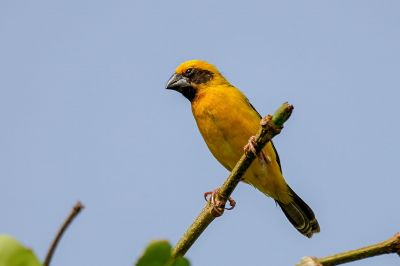 Kernbeißerweber (M) / Asian Golden Weaver