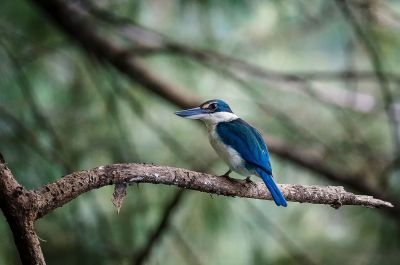 Halsbandliest / Collared Kingfisher