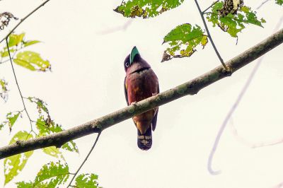 Purpurkopf-Breitrachen / Banded Broadbill