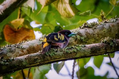 Purpurkopf-Breitrachen / Banded Broadbill