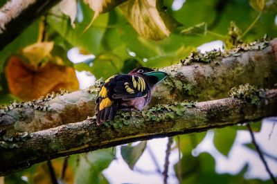 Purpurkopf-Breitrachen / Banded Broadbill