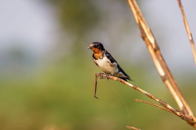 Rauchschwalbe / Barn Swallow