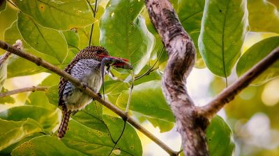 Wellenliest (W) / Banded Kingfisher