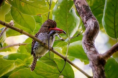 Wellenliest (W) / Banded Kingfisher