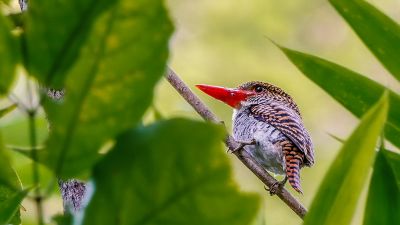 Wellenliest (W) / Banded Kingfisher