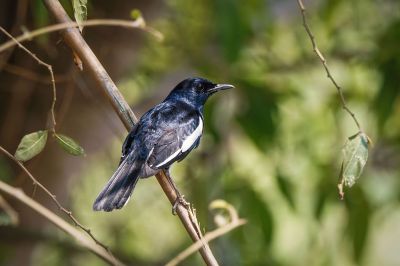 Dajaldrossel (M) / Oriental Magpie-robin