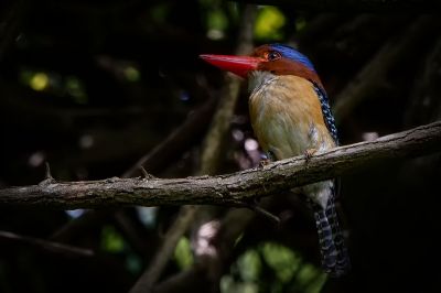 Wellenliest (M) / Banded Kingfisher