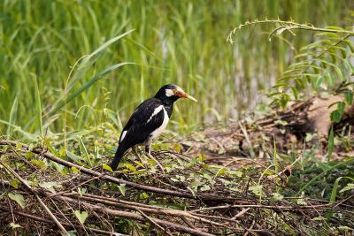 Elsterstar / Asian Pied Starling