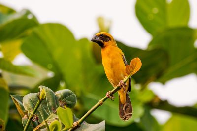 Kernbeißerweber (M) / Asian Golden Weaver