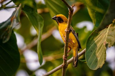 Kernbeißerweber (M) / Asian Golden Weaver